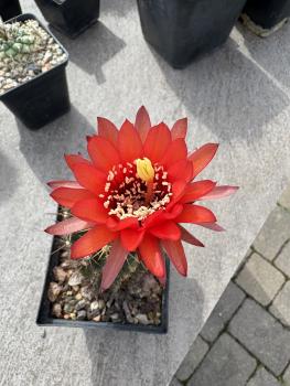 Lobivia grandiflora